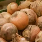 Різкий смак цибулі псує салат? Залийте його крижаною водою на…