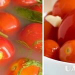 Квашені помідори: спосіб приготування у відрі.