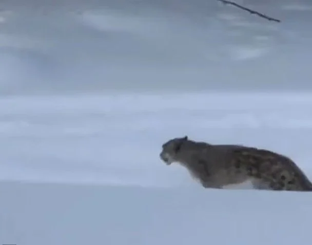 У Китаї сніговий барс напав на туристку, бо вона хотіла зробити з ним селфі. / © dailymail.co.uk