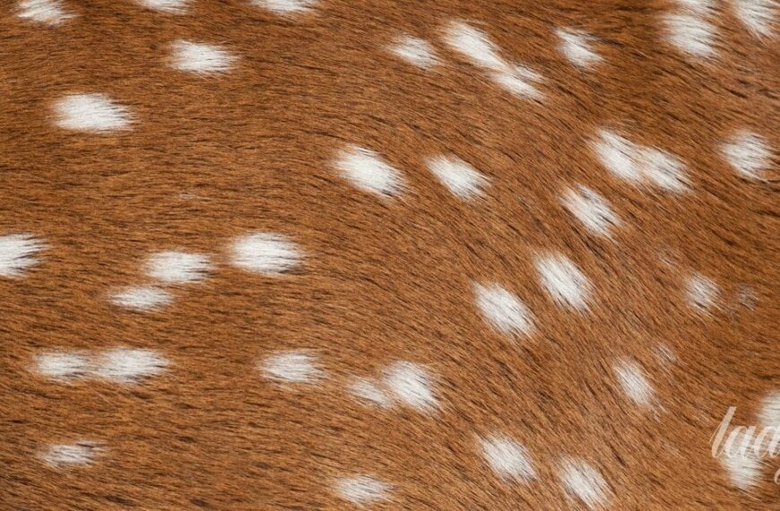 Україночка 73 Мистецтво елегантності: як оленячий принт дарує гармонію стилю та надихає…