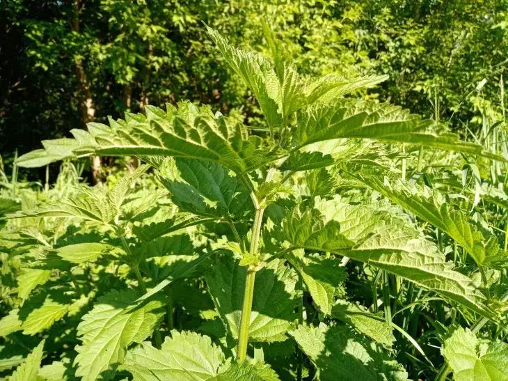 Секрет щасливого дачного життя: як знайти радість в городі, навіть якщо ви там з ранку до вечора 2