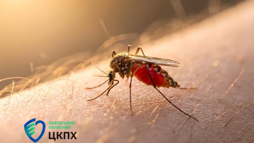 Малярія після Занзібару: як уберегти себе від небезпечної хвороби