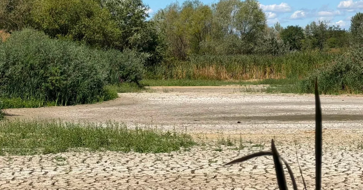 Чорне озеро в Ужгороді зникло: чи врятувати унікальну природу Закарпаття? 2 Фото до статті