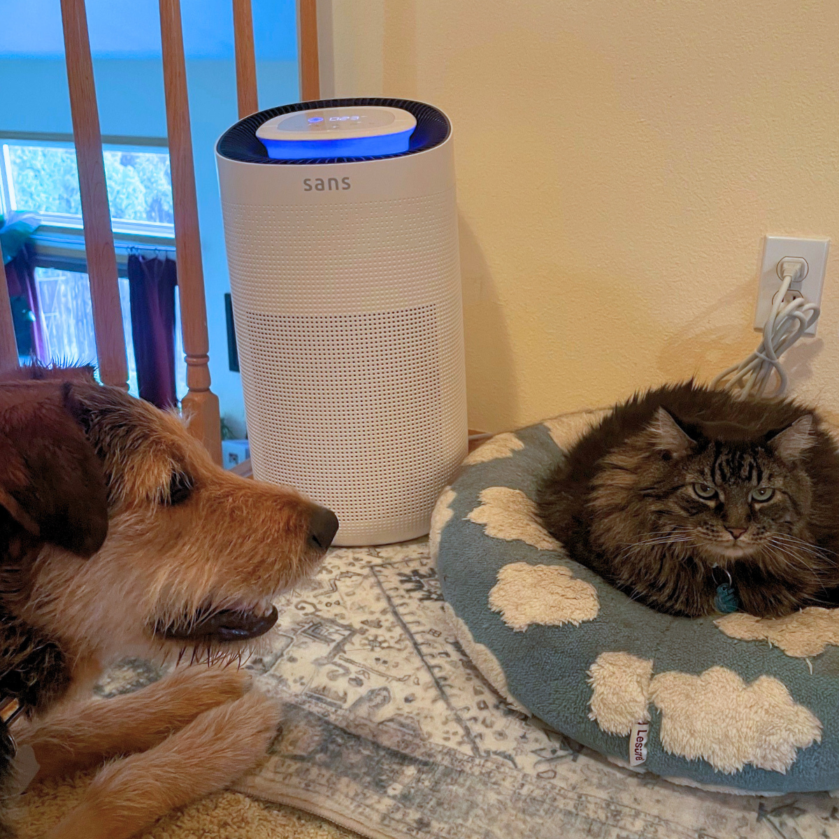 Sans Whole Home Air Purifier працює поруч із лежаками для тварин, наповненими шерстю тварин